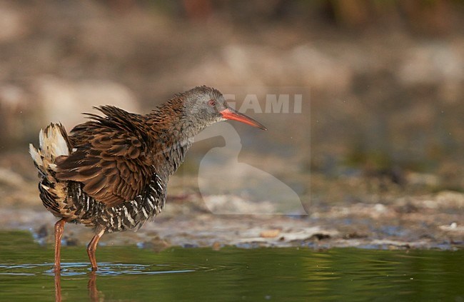 Foeragerende Waterral, Water Rail foraging stock-image by Agami/Markus Varesvuo,