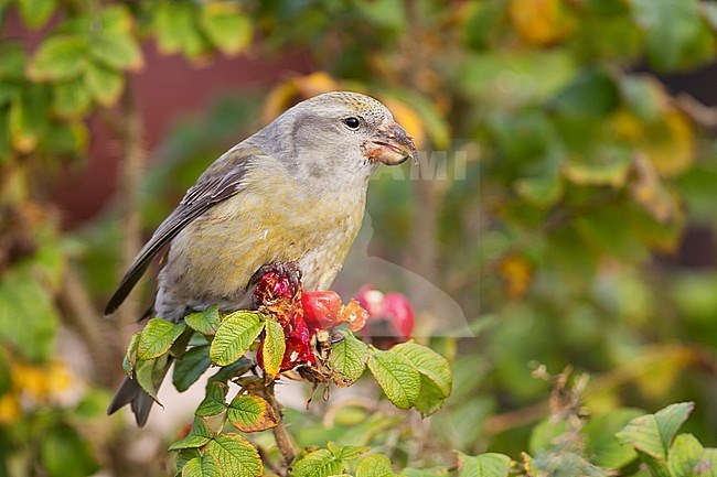 Parrot Crossbill - Kiefernkreuzschnabel - Loxia pytyopsittacus, Germany. female stock-image by Agami/Ralph Martin,