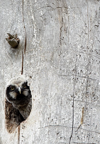 Jonge van Sperweruil in nestopening; Young of Northern Hawk Owl in nest opening stock-image by Agami/Markus Varesvuo,