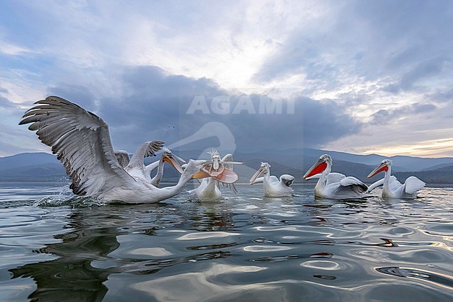 Dalmatian Pelican (Pelecanus crispus) feeding on fish on lake Kerkini in Greece. stock-image by Agami/Marcel Burkhardt,
