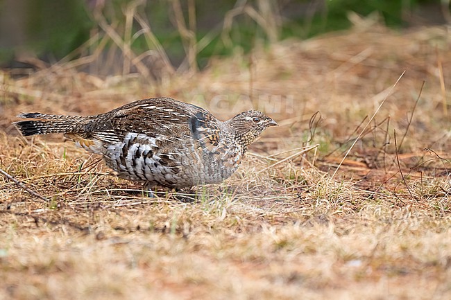Adult male
Mackinac Co., MI
April 2025 stock-image by Agami/Brian E Small,