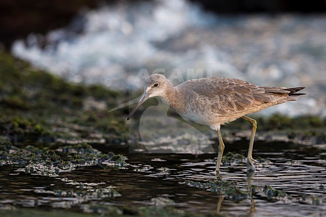 Foeragerende Willet; Western Willet foraging stock-image by Agami/Daniele Occhiato,