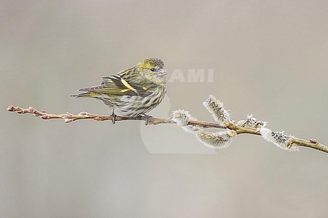 Eurasian siskin female perched on a willow branch, Alain Ghignone stock-image by Agami/Alain Ghignone,