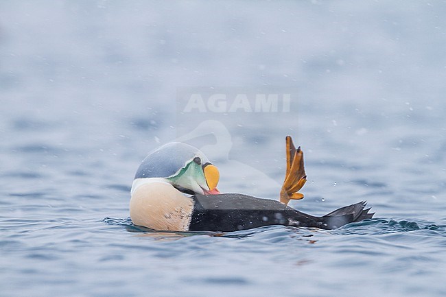 King Eider - Prachteiderente - Somateria spectabilis, Norway, adult male stock-image by Agami/Ralph Martin,