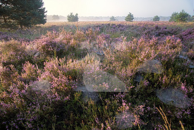 N.P. Looonse en Drunense Duinen, mistige zonsopkomst, foggy sunrise stock-image by Agami/Rob Riemer,