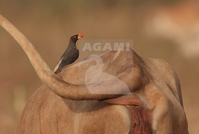 Geelsnavelossenpikker op een koe; Yellow-billed Oxpecker on a cow stock-image by Agami/Jacques van der Neut,