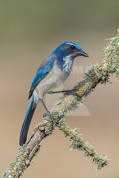 Adult
Santa Barbara Co., CA
November 2022 stock-image by Agami/Brian E Small,
