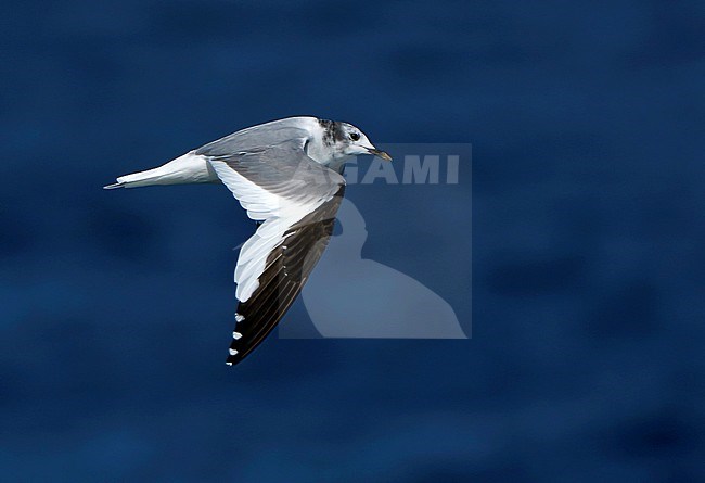 Subadult Sabine's Gull (Xema sabini) in flight over the Atlantic Ocean off northern Spain. stock-image by Agami/Dani Lopez-Velasco,