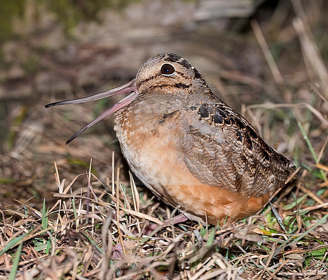 Adult
Mackinac Co., MI
April 2025 stock-image by Agami/Brian E Small,
