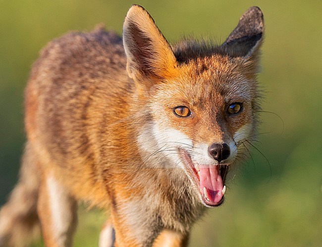 Red Fox (Vulpes vulpes), close-up of an adult male stock-image by Agami/Saverio Gatto,