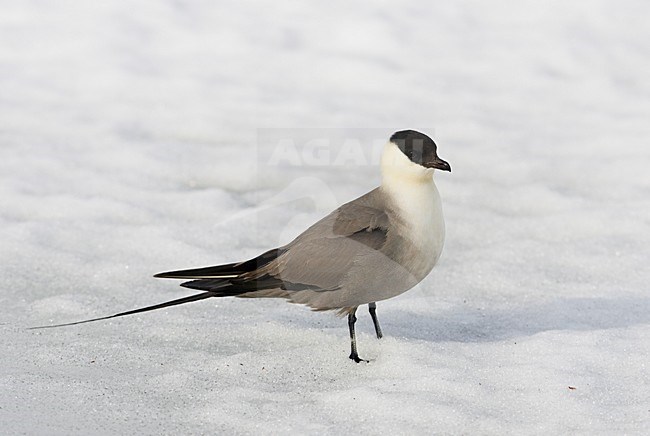 Kleinste Jager op het ijs; Long-tailed Skua standing on ice stock-image by Agami/Markus Varesvuo,