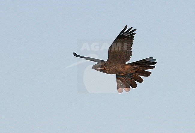 Side view of a male European Nightjar (Caprimulgus europaeus) in flight. Europe stock-image by Agami/Markku Rantala,