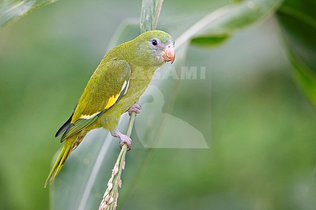 White-winged Parakeet at Leticia, Amazonas, Colombia stock-image by Agami/Tom Friedel,