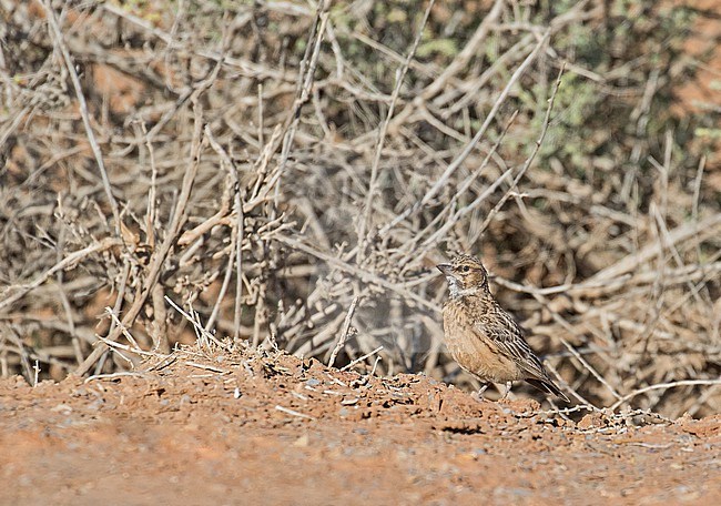 Sclater's Lark (Spizocorys sclateri) in South Africa. stock-image by Agami/Pete Morris,