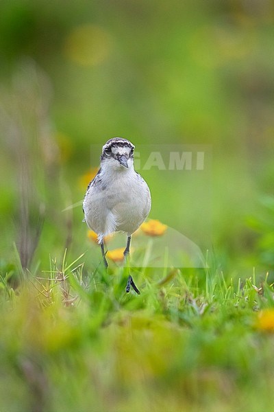 Saint Helena Plover (Charadrius sanctaehelenae) standing in a grass field in the island of Saint Helena. His local name is Wirebird. stock-image by Agami/Rafael Armada,