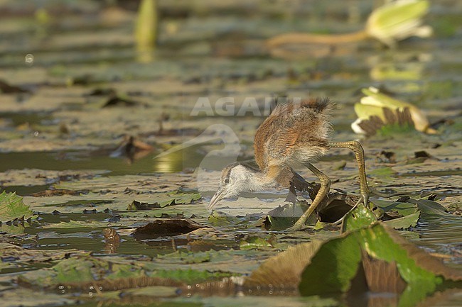 African Jacana (Actophilornis africanus), side view of a young chick on waterlilies in Gambia, Africa stock-image by Agami/Kari Eischer,