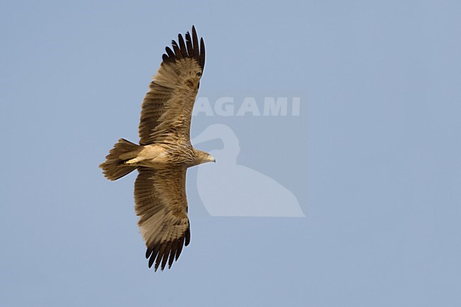 Keizerarend in vlucht; Asian Imperial Eagle in flight stock-image by Agami/Daniele Occhiato,