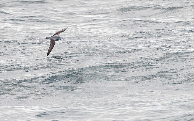 Cook's Petrel, Pterodroma cookii, at sea off Dunedin, New Zealand. stock-image by Agami/Marc Guyt,