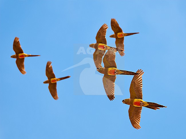 Small flock of Burrowing Parrots (Cyanoliseus patagonus) flying against a blue sky as a background in Argentina stock-image by Agami/Tomas Grim,