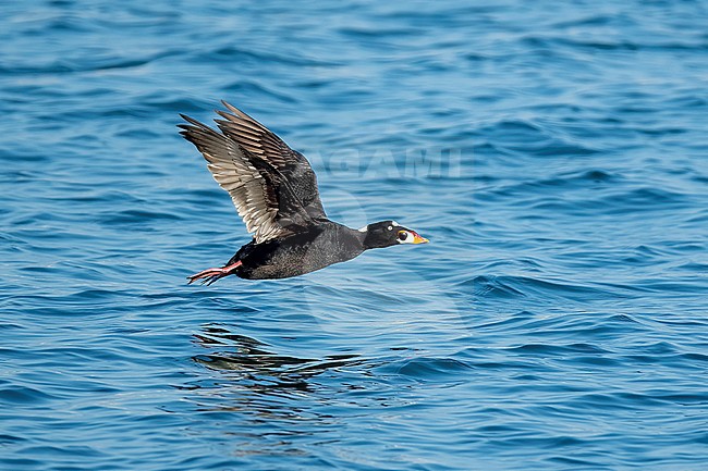 Adult male Surf Scoter (Melanitta perspicillata) in flight over the ocean off Los Angeles County, California, USA. stock-image by Agami/Brian E Small,