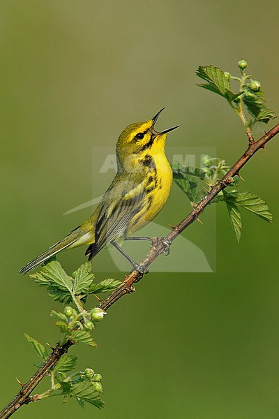 Adult male
Muskingum Co., OH
May 2007 stock-image by Agami/Brian E Small,