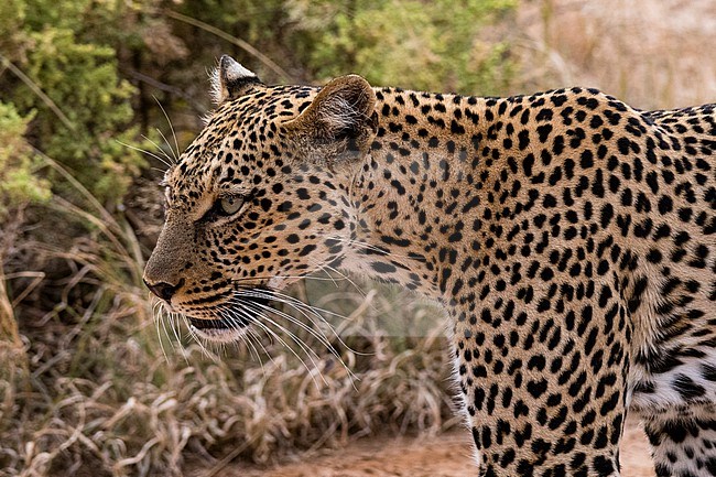Portrait of a leopard, Panthera pardus, Samburu National Reserve, Kenya. Kenya. stock-image by Agami/Sergio Pitamitz,