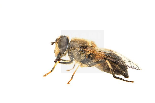Tapered Drone Fly, Eristalis pertinax stock-image by Agami/Wil Leurs,