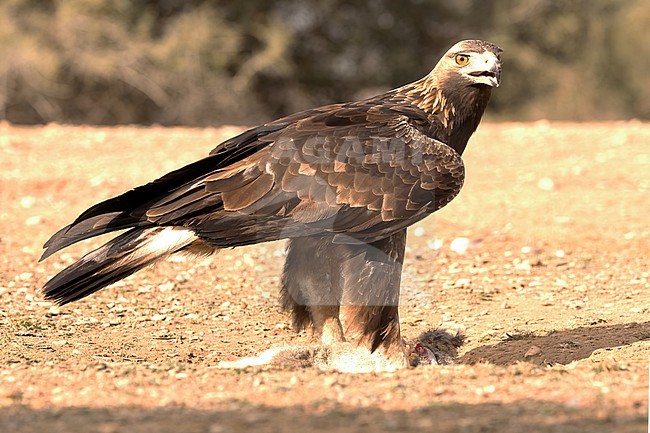 First winter Golden Eagle (Aquila chrysaetos) close-up stock-image by Agami/Roy de Haas,