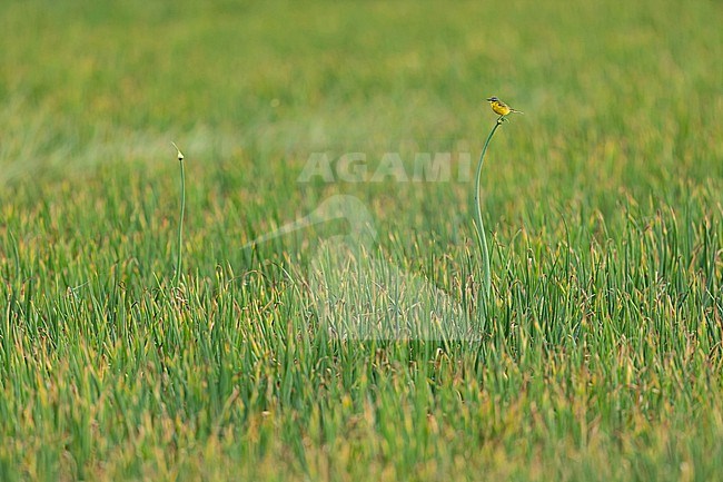 An adult male Western Yellow Wagtail (Motacilla flava) is singing on a onion field in Germany. stock-image by Agami/Mathias Putze,