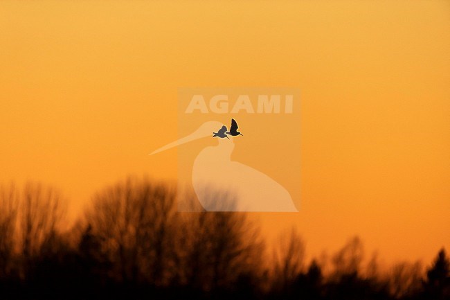 Two Eurasian Woodcocks (Scolopax rusticola) displaying at dusk above a Finnish forest. In courtship flight known as roding. stock-image by Agami/Dick Forsman,