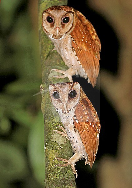 Oriental Bay Owl (Phodilus badius badius) perched in rainforest on Sabah, Borneo. stock-image by Agami/James Eaton,