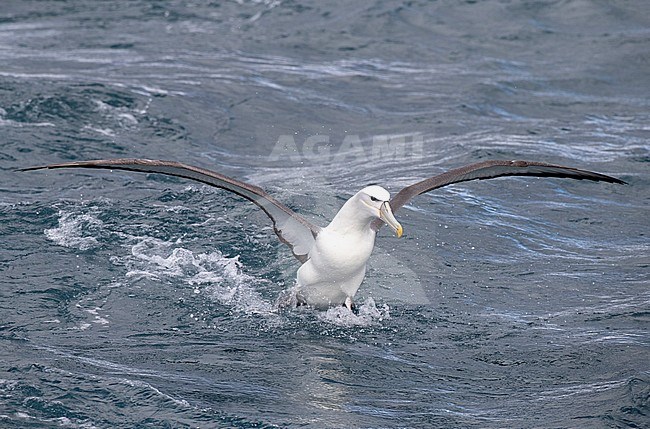 Adult White-capped Albatross (Thalassarche steadi) landing on the ocean surface off Chatham Islands, New Zealand. stock-image by Agami/Marc Guyt,