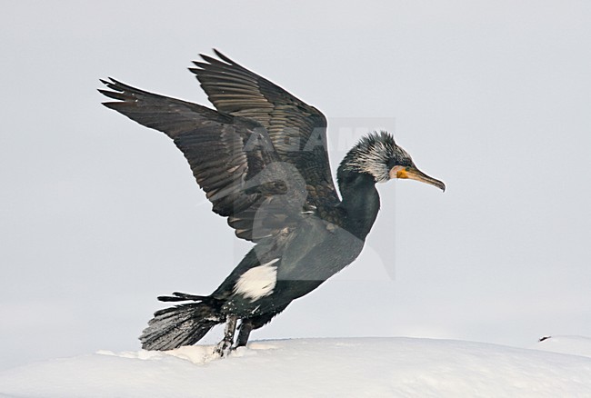 Aalscholver in de sneeuw; Great Cormorant in snow stock-image by Agami/Reint Jakob Schut,