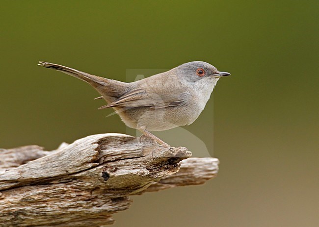 Vrouwtje Kleine Zwartkop; Female Sardinian Warbler stock-image by Agami/Markus Varesvuo,