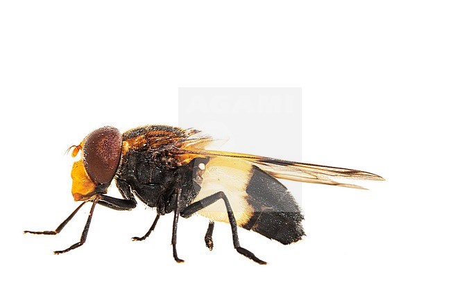 Pellucid fly, Witte reus, Volucella pellucens stock-image by Agami/Wil Leurs,