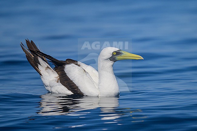 Masked Booby, Sula dactylatra, resting on the sea. stock-image by Agami/Sylvain Reyt,