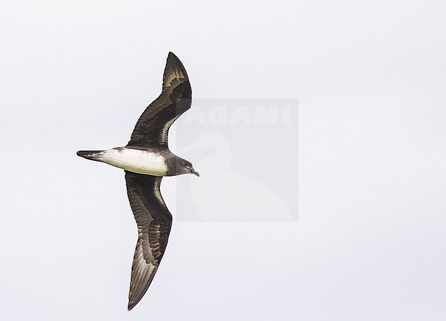 Phoenix petrel, Pterodroma alba. Photographed during a Pitcairn Henderson and The Tuamotus expedition cruise. stock-image by Agami/Pete Morris,