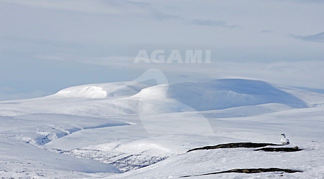 Alpensneeuwhoen, Rock Ptarmigan, lagopus muta stock-image by Agami/Markus Varesvuo,