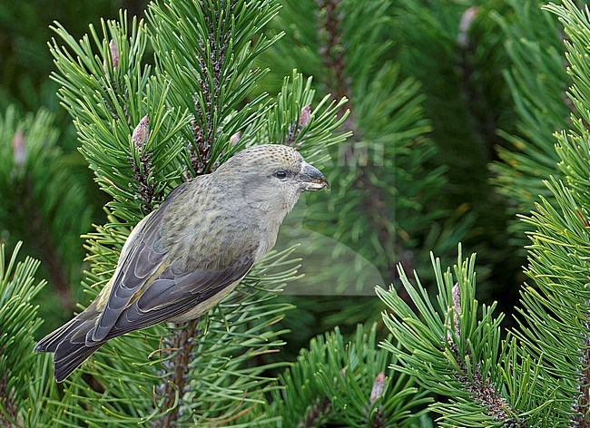 Parrot Crossbill (Loxia pytyopsittacus) wintering in Finland. stock-image by Agami/Markus Varesvuo,