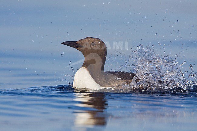 Common Murre (Uria aalge) swimming on the ocean near Victoria, BC, Canada. stock-image by Agami/Glenn Bartley,