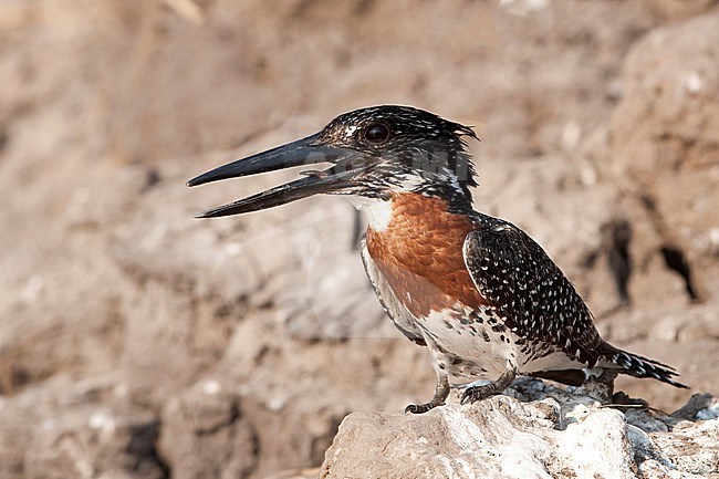 A Giant Kingfisher (Megaceryle maxima) offers close-up views along the river bank of the Chobe River in Kasane, Botswana. The Giant Kingfisher (Megaceryle maxima) is the largest species of kingfisher and found in sub-Saharan Africa. stock-image by Agami/Jacob Garvelink,