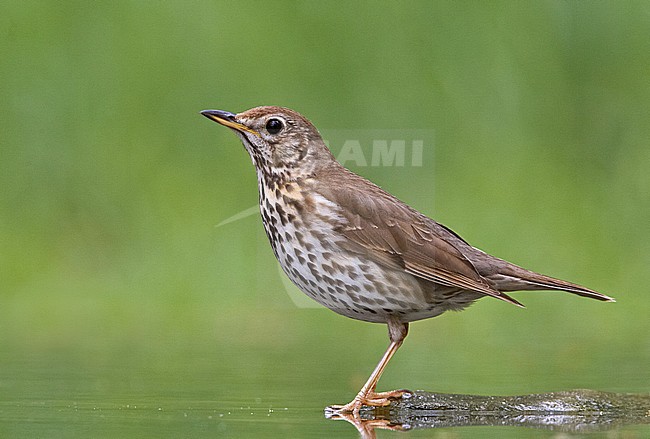 Song Thrush, Turdus philomelos stock-image by Agami/Jari Peltomäki,