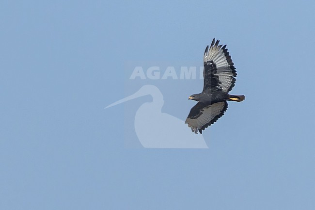 Augur buzzard (Buteo augur) adult in flight in Tanzania. stock-image by Agami/Dubi Shapiro,