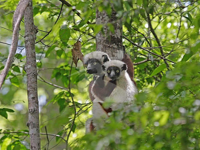Verreaux's Sifaka, Propithecus verreauxi) also known a sthe White Sifaka, in Madagascar. stock-image by Agami/Pete Morris,