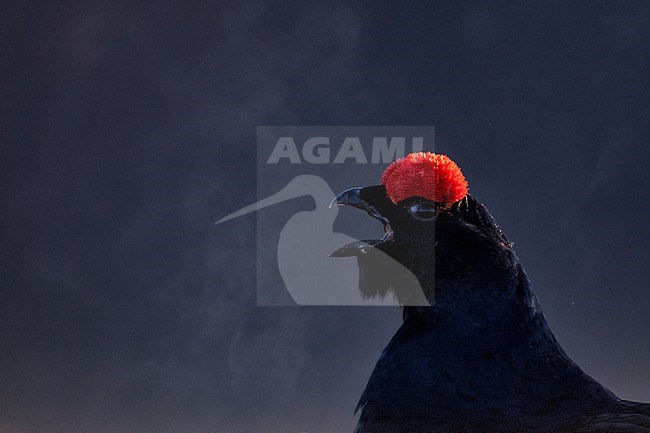 Roepende Korhoen in de vroege ochtend; Calling Black Grouse (Tetrao tetrix) stock-image by Agami/Bence Mate,