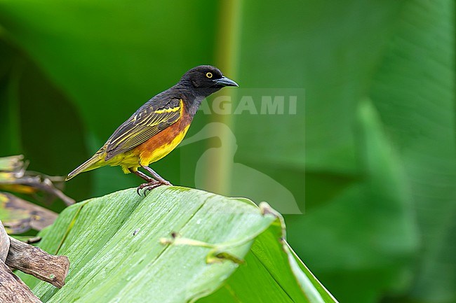 Weyns's Weaver (Ploceus weynsi) in Uganda. stock-image by Agami/Dani Lopez-Velasco,