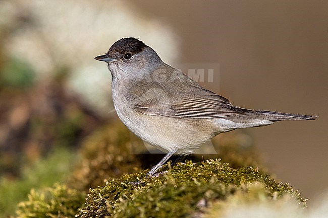 Male Eurasian Blackcap (Sylvia atricapilla) in Italy. Standing on a moss covered log. stock-image by Agami/Daniele Occhiato,