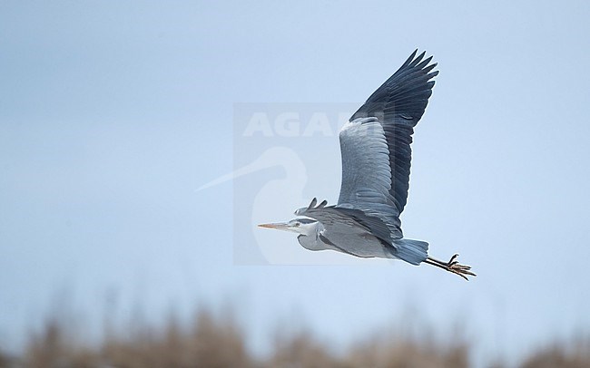 Grey Heron (Ardea cinerea) in flight at Roskilde, Denmark stock-image by Agami/Helge Sorensen,