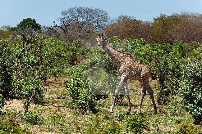 A female southern giraffe, Giraffa camelopardalis, walking in the bush. Chobe National Park, Botswana. stock-image by Agami/Sergio Pitamitz,