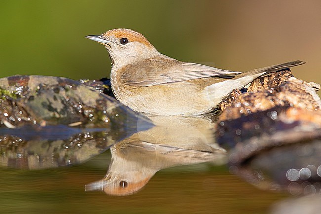 Eurasian Blackcap (Sylvia atricapilla), side view of an adult female taking a bath stock-image by Agami/Saverio Gatto,